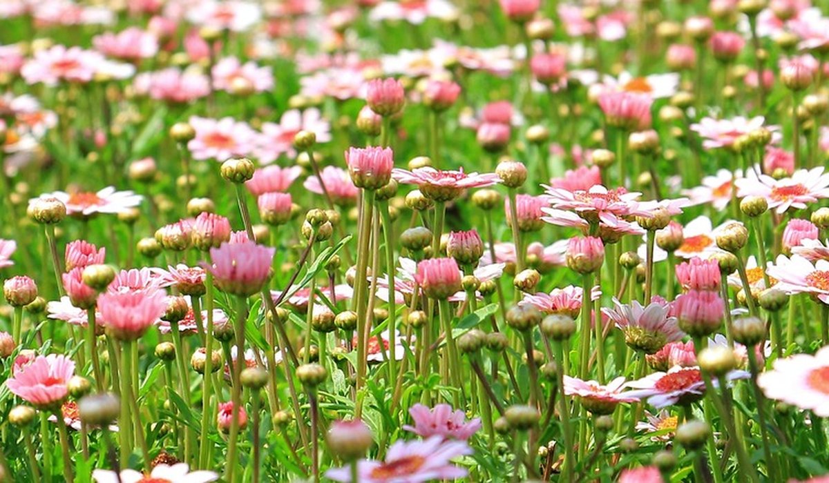 Creating a Fragrant Garden Border for Evening Enjoyment