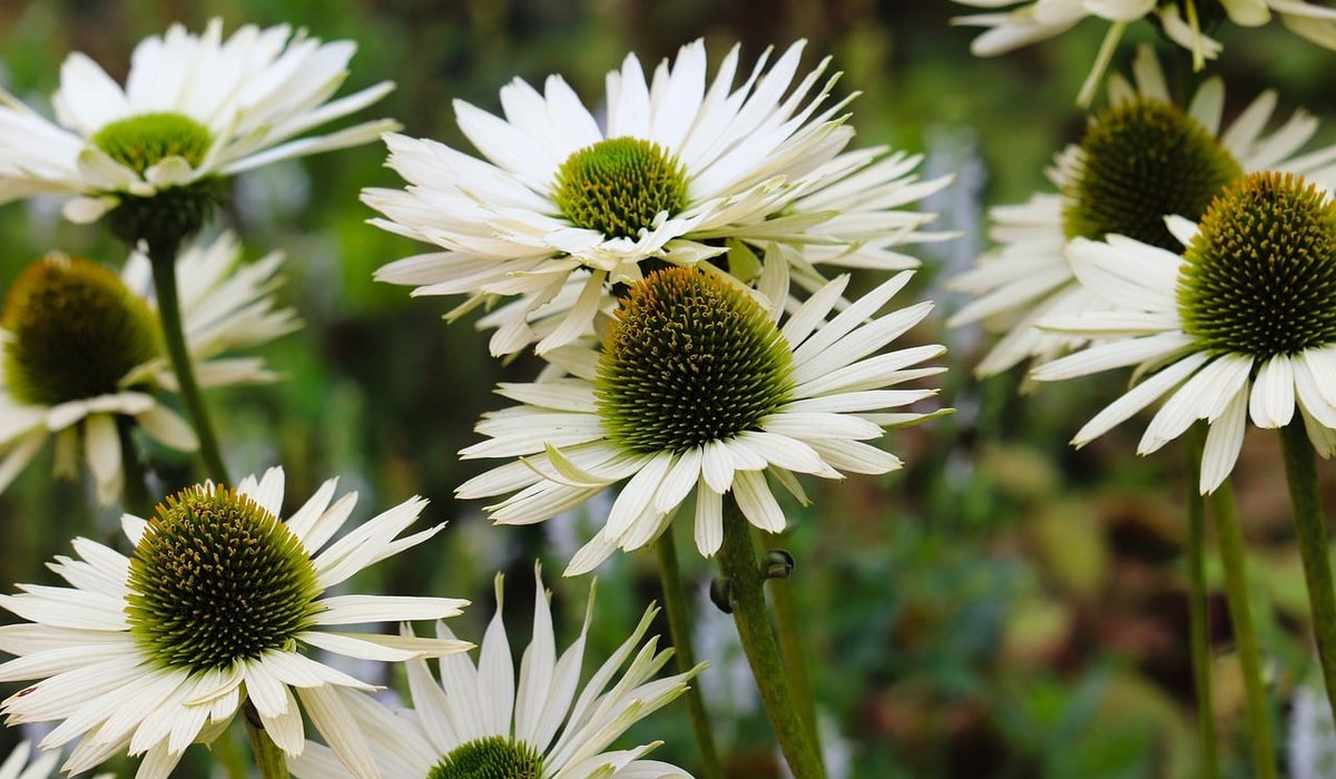 Pruning Shrubs Correctly for Better Shape and Flowers