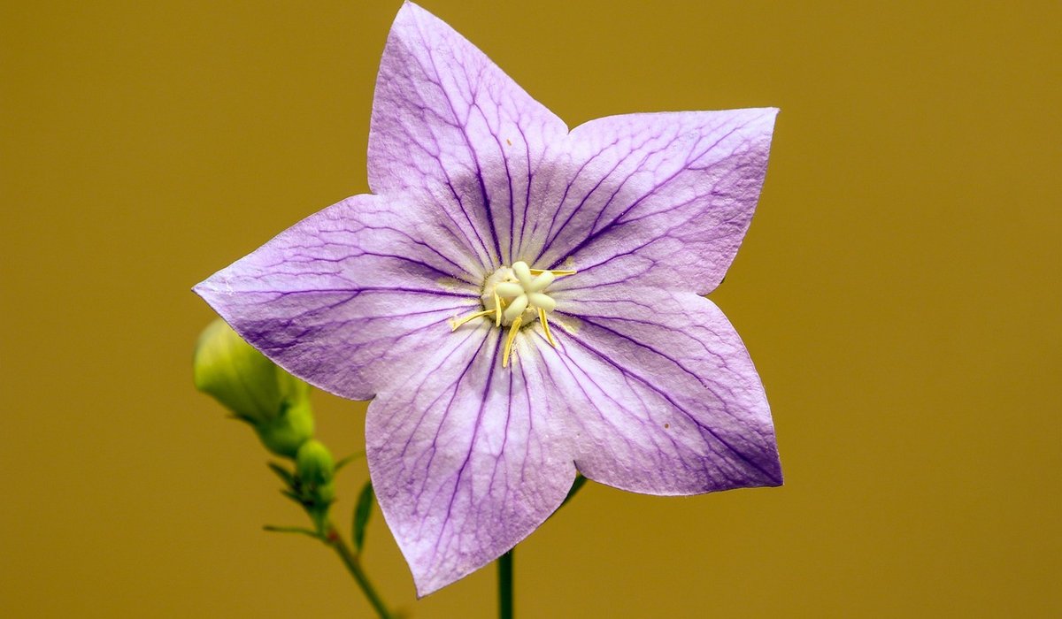 Simple Ways to Save Water in the Garden