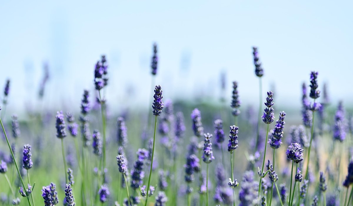 Using Mulch to Reduce Weeding and Conserve Water