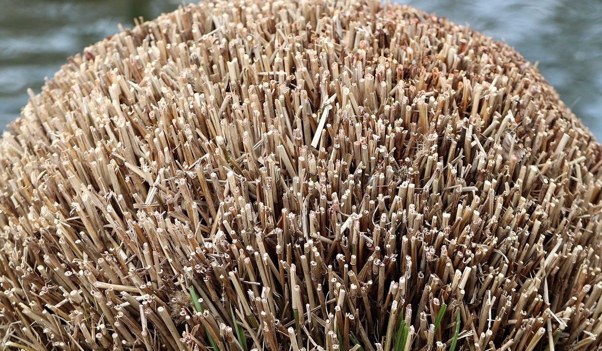 Winter Protection for Pots and Tender Plants